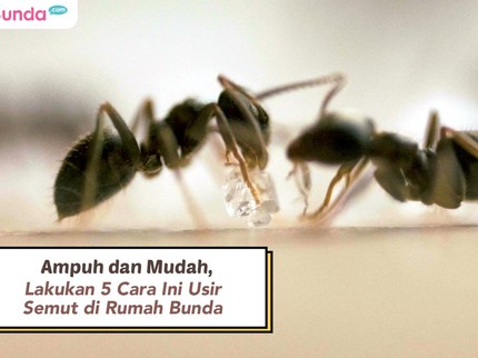 Ampuh dan Mudah, Lakukan 5 Cara Ini Usir Semut di Rumah Bunda