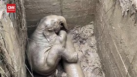 VIDEO: Momen Penyelamatan Anak Gajah Yang Terperosok Di Saluran Air