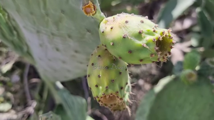 Buah Neraka