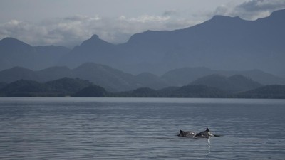 FOTO: Melacak Kawanan Lumba-lumba Terakhir di Teluk Guanabara Brasil