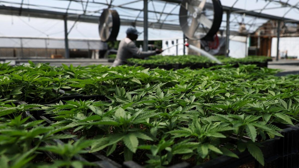 FOTO: Kebun Ganja di Tepi Sungai Hudson New York