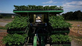 FOTO: Kebun Ganja di Tepi Sungai Hudson New York