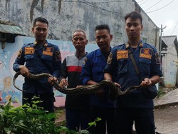 Warga Tanah Baru Bogor Dikagetkan Sanca 3 Meter di Bak Mandi