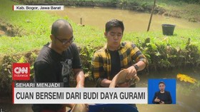 VIDEO: Cuan Bersemi dari Budi Daya Ikan Gurami