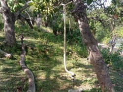 2 Ular Piton Nyaris Mangsa Warga dan Anjing di Bone, Langsung Dibunuh