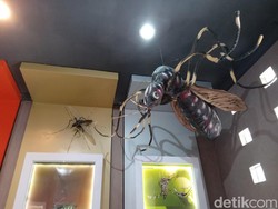 Nyamuk-nyamuk Raksasa Ada di Pangandaran