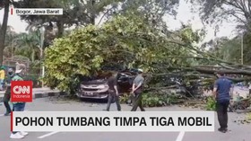 VIDEO: Pohon Tumbang Timpa Tiga Mobil