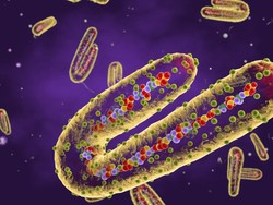 Virus Marburg Bikin Khawatir, Muncul Lagi Sejak Outbreak Pertama di 1967