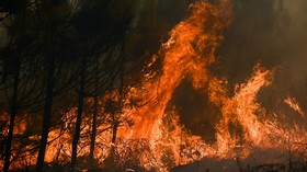 Kebakaran Landa Hutan California saat AS Diterjang Gelombang Panas