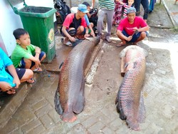Viral Kemunculan Ikan Raksasa Arapaima di Garut, Bolehkah Dimakan?