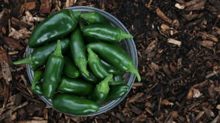 Bantu Turunkan Berat Badan, Ini 6 Manfaat Jalapeno yang Masih Jarang Diketahui