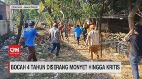VIDEO: Bocah 4 Tahun Diserang Monyet Hingga Kritis