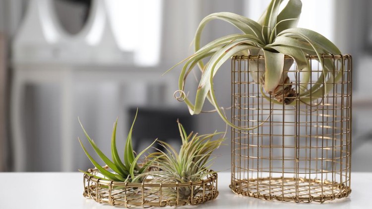 Ilustrasi Tanaman Hias yang Harus Dihindari Different tillandsia plants on white table. House decor