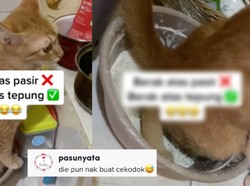 Kucing Oren Ini Bikin Resah Usai BAB di Atas Tepung Terigu di Dapur