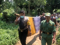 Ngeri! Ular Sanca 3 Meter Lilit Leher Petani di Atas Pohon Kelapa