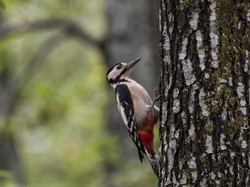 Kerjaannya Patuk Pohon, Kenapa Burung Pelatuk Tak Gegar Otak?