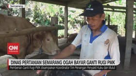 VIDEO: Dinas Pertanian Semarang Ogah Bayar Ganti Rugi PMK