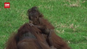 VIDEO: 2 Anak Orang Utan Kalimantan Lahir Di Kebun Binatang Meksiko