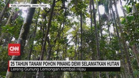 VIDEO: 25 Tahun Tanam Pohon Pinang Demi Selamatkan Hutan