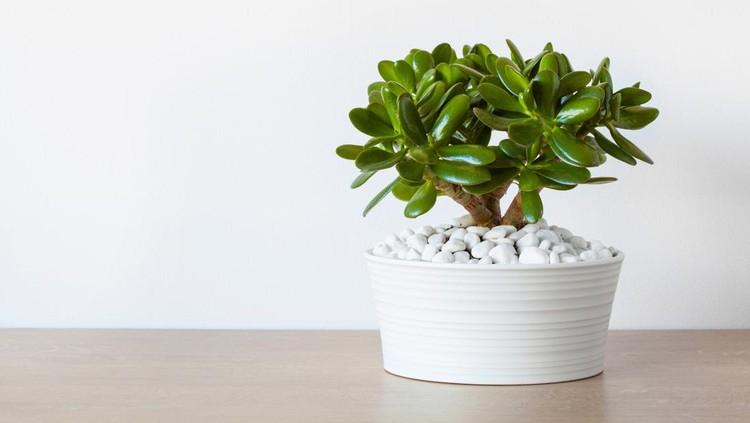 Ilustrasi Tanaman Hias Pembawa Rezeki houseplant Crassula ovata jade plant money tree in white pot