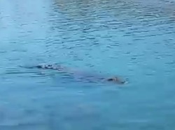 Heboh Buaya 4 Meter Muncul di Pantai Wisata Polman