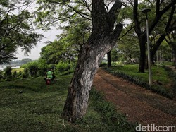 Atasi Penurunan Muka Tanah Jakarta, Walhi Dorong Pemprov Perbanyak RTH