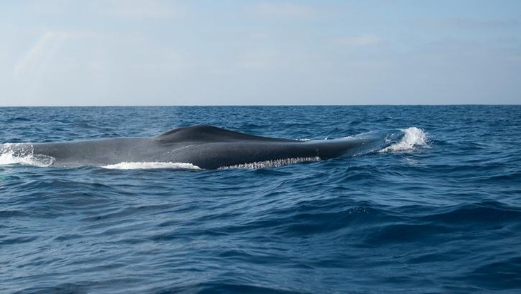 Paus biru Blue whale feeding off san diego