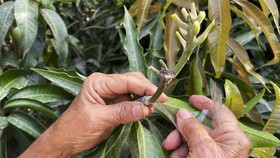 9 Manfaat Daun Mangga untuk Kesehatan Tubuh