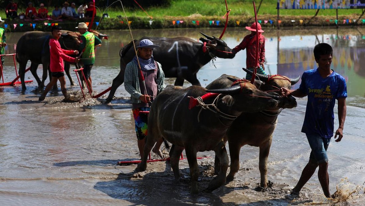 FOTO: Tradisi Karapan Kerbau di Awal Musim Tanam Padi Thailand