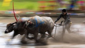 FOTO: Tradisi Karapan Kerbau di Awal Musim Tanam Padi Thailand