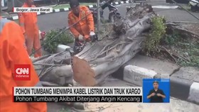VIDEO: Diterjang Angin, 2 Pohon Tumbang Nimpa Kabel dan Truk