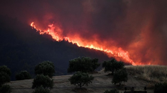 Sedikitnya 26 orang tewas dan puluhan lainnya luka-luka dalam kebakaran hutan yang melanda 14 wilayah di utara Aljazair pada Rabu (17/8).
