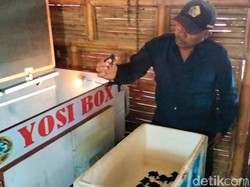 Diklaim Pertama di Dunia, Penetasan Tukik Banyuwangi Gunakan Inkubator
