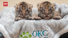 VIDEO: 2 Harimau Sumatera Lahir di Kebun Binatang Oklahoma