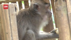 VIDEO: Monyet Liar Masuk Pemukiman, Rusak Rumah Warga