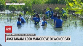 VIDEO: Aksi Tanam 1.000 Mangrove di Wonorejo