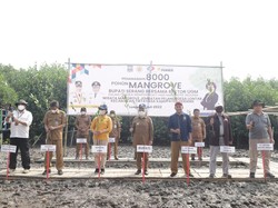 Cegah Abrasi, 8.000 Mangrove Ditanam di Pesisir Pantai Lontar