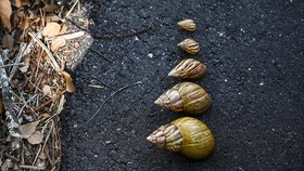 Cerita Hijrah 3000 Siput Dari Inggris ke Bermuda demi Cegah Kepunahan