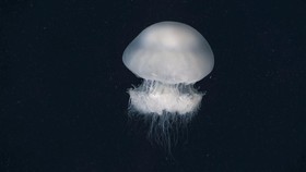 img-title Ubur-ubur Disangka Alien Muncul di Antartika