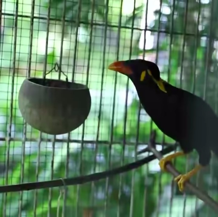 <p>Wanita 50 tahun ini memiliki peliharaan berupa burung. Ternyata Yuni selalu menyapa tanaman dan peliharaannya ini setiap pagi.  (Foto: YouTube TRANS7 OFFICIAL)</p>