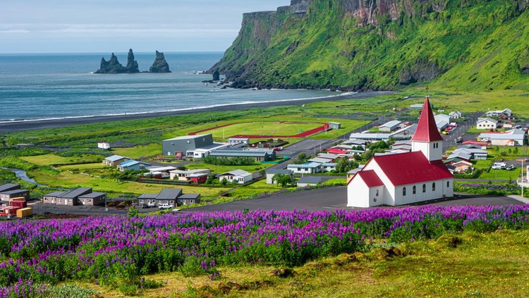 View of basalt stacks Reynisdrangar, black sand beach near Vik and violet lupine flowers and lonely church, South Iceland