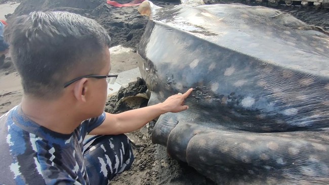 Seekor hiu tutul ditemukan terdampar di muara Sungai Bogowonto, Pantai Congot, Kulon Progo dalam kondisi mati dan tubuhnya ditemukan luka-luka.