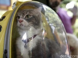 Hari Kucing Sedunia: Sejarah dan Cara Merayakannya
