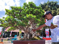 Wow! Bonsai di Ponorogo Ini Ditawar Setengah Miliar Rupiah