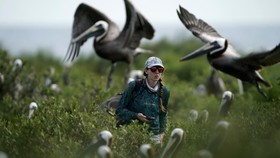 FOTO: Pelican Coklat di Pulau Rakun Terancam Perubahan Iklim
