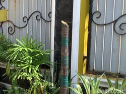 Penebang 57 Pohon Palem Pemkot Makassar Ngaku Dapat Bisikan Gaib