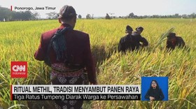VIDEO: Ritual Methil, Tradisi Menyambut Panen Raya