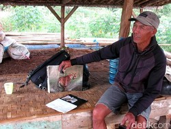 Warga Sebut Si Belang di Sukabumi Mirip Harimau Siliwangi