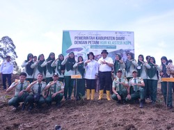 Bupati Dairi Gelar Tanam Kopi Sidikalang Bersama Petani di Parbuluan