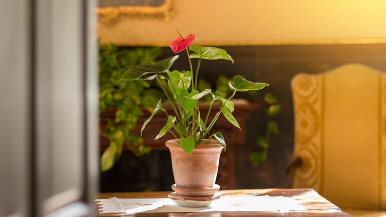 Ilustrasi Tanaman Hias Termahal Anthurium flower pot on an old table in sunlight